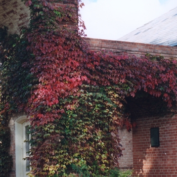 Parthenocissus tricuspidata - Boston Ivy