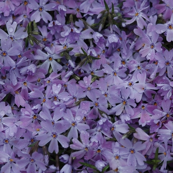 Phlox subulata - 'Emerald Blue' Creeping Phlox