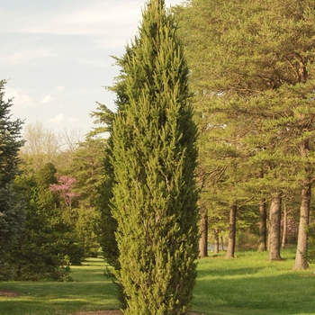 Picea abies - 'Cupressina' Norway Spruce