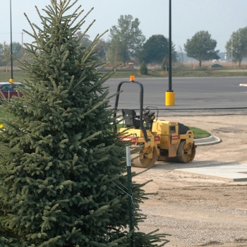 Picea glauca - 'Densata' Black Hills Spruce