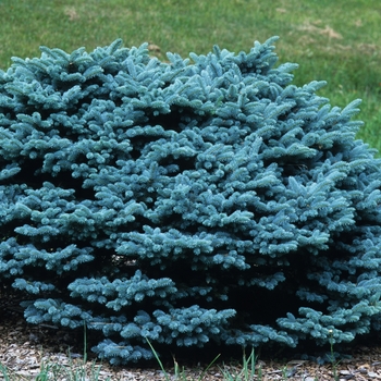 Picea pungens - 'Glauca Globosa' Dwarf Globe Blue Spruce