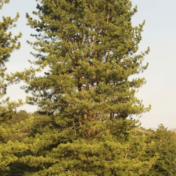 Pinus koraiensis - 'Silveray' Korean Pine