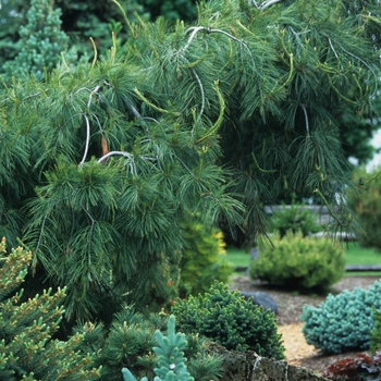 Pinus strobus - 'Pendula' Weeping White Pine