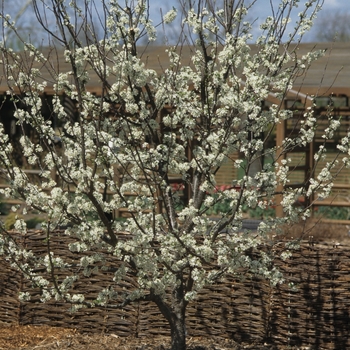 Prunus domestica - 'Stanley' Stanley Plum