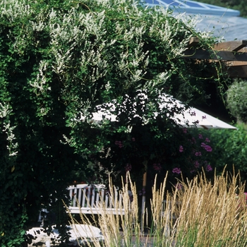 Polygonum aubertii - Silver Fleecevine