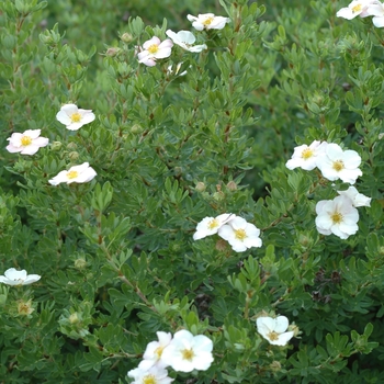 Potentilla fruticosa - 'Pink Beauty'