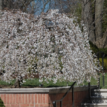 Prunus - 'Snow Fountains®' Weeping Cherry