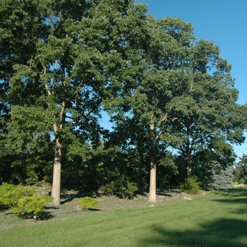 Quercus muehlenbergii - Chinkapin Oak