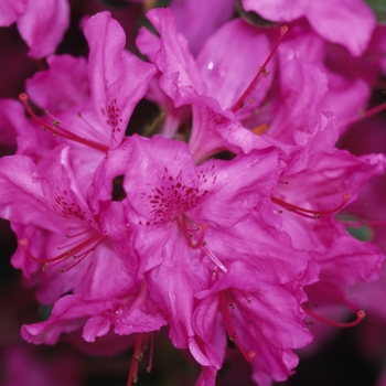 Rhododendron Gable hybrid - 'Karen' Azalea