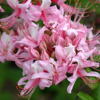 Rhododendron Northern Light hybrid - 'Northern Hi-Lights' Azalea