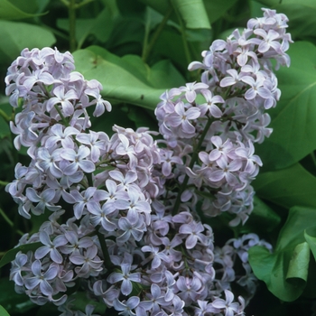 Syringa vulgaris - 'President Lincoln' Lilac