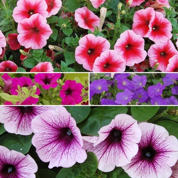 Petunia - Assorted Petunia