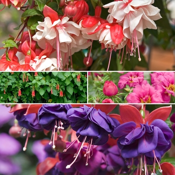 Fuchsia - Assorted