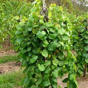 Cercis canadensis - 'Lavender Twist®' Redbud