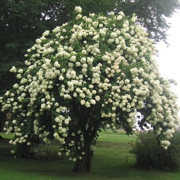 Viburnum lentago - Nannyberry Viburnum