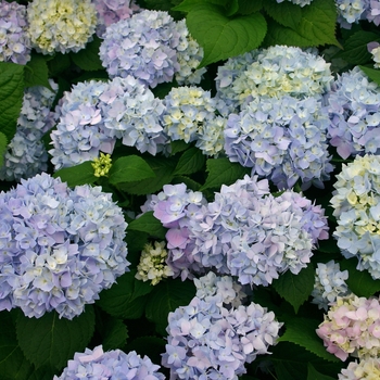 Hydrangea macrophylla - 'The Original' Bigleaf Hydrangea