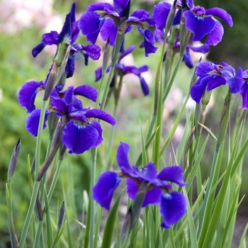 Iris sibirica - 'Caesar's Brother' Siberian Iris