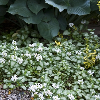 Lamium maculatum - 'White Nancy' Dead Nettle