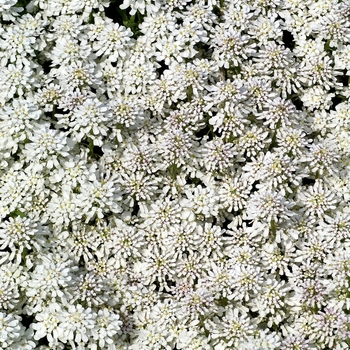 Iberis sempervirens - 'Snowflake' Evergreen Candytuft