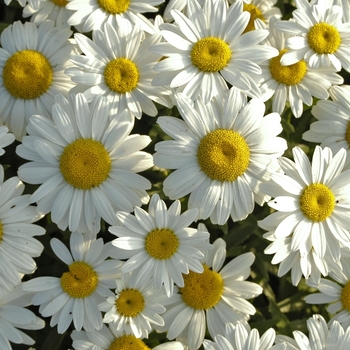 Leucanthemum x superbum - 'Snowcap' Shasta Daisy