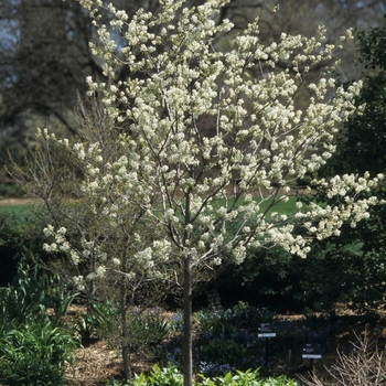 Amelanchier x grandiflora - 'Autumn Brilliance™' Serviceberry