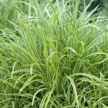 Carex morrowii - 'Ice Dance' Japanese Sedge