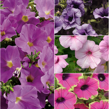 Petunia - Supertunia® 'Multiple Varieties'