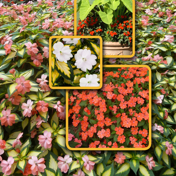 Impatiens - SunPatiens® Mix