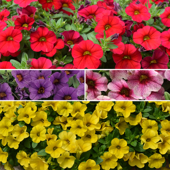 Calibrachoa - Cabaret® 'Multiple Varieties'