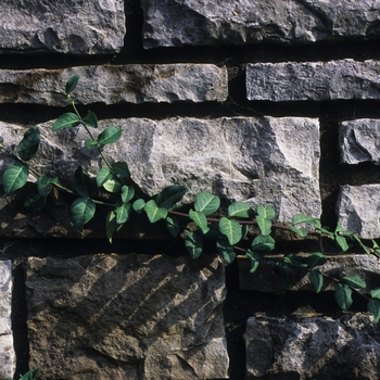 Euonymus fortunei - 'Coloratus' Wintercreeper