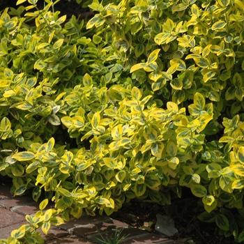 Euonymus fortunei - ''Emerald n'' Gold'' Wintercreeper Euonymus