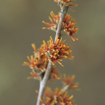 Hamamelis vernalis - Vernal Witch Hazel