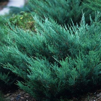 Juniperus horizontalis - 'Hughes' Juniper