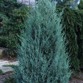 Juniperus scopulorum - 'Wichita Blue' Juniper