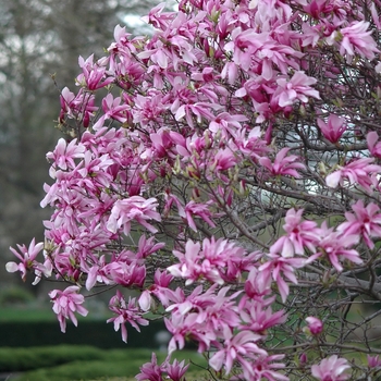 Magnolia - Little Girl 'Ricki'