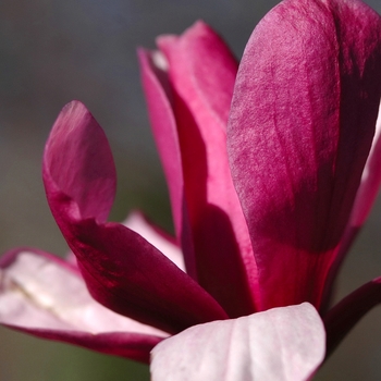 Magnolia x soulangeana - Saucer Magnolia
