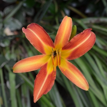 Hemerocallis - Orange Daylily