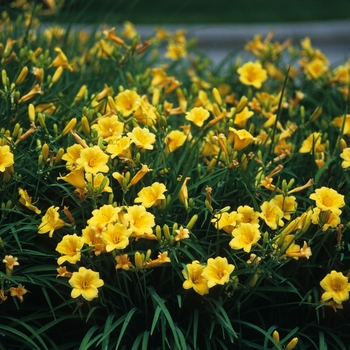 Hemerocallis (Daylily) - 'Stella d' Oro'