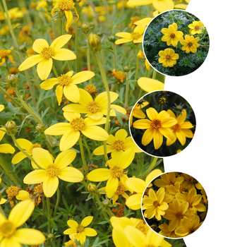 Bidens - 'Multiple Varieties' Aster