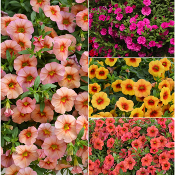 Calibrachoa (Trailing Petunia) - MiniFamous® 'Series'