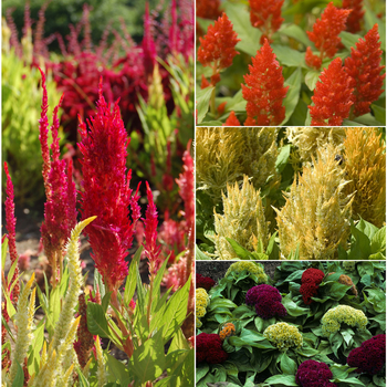 Celosia - Cockscomb