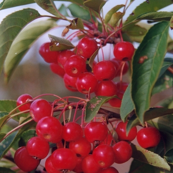 Malus - 'Snowdrift' Flowering Crabapple