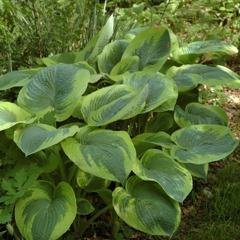 Hosta - 'Frances Williams' Hosta, Plantain Lily