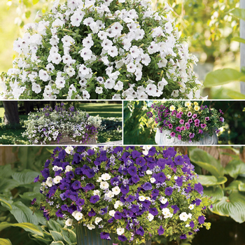 Petunia - Supertunia® 'Mini Series'