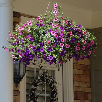 Hanging Basket - 'Multiple Varieties' Hanging Baskets