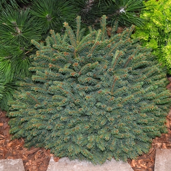 Picea abies - 'Elegans' Dwarf Norway Spruce