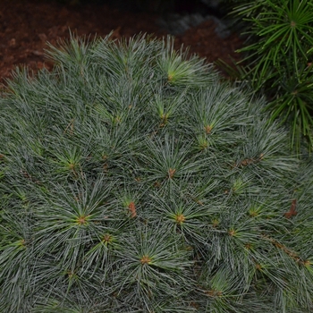 Pinus strobus - 'Blue Shag' Dwarf Eastern White Pine