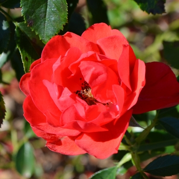 Rosa (Groundcover Rose) - Flower Carpet® 'Scarlet'