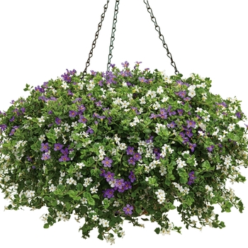 Hanging Basket - Hanging Basket