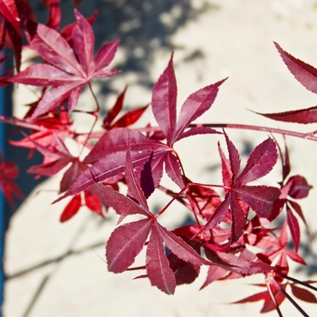 Acer palmatum - 'Emperor 1®' Japanese Maple